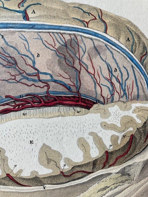 early anatomy - plate LVIII - ORIGINAL - Room Four