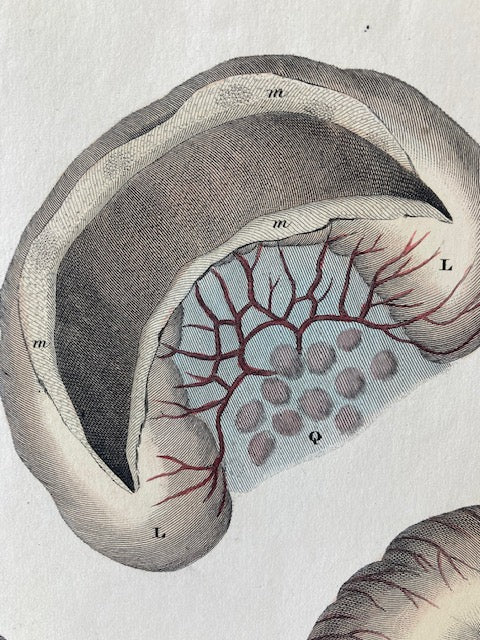 early anatomy - plate LXXXVII - ORIGINAL - Room Four