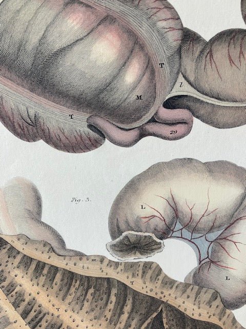 early anatomy - plate LXXXVII - ORIGINAL - Room Four