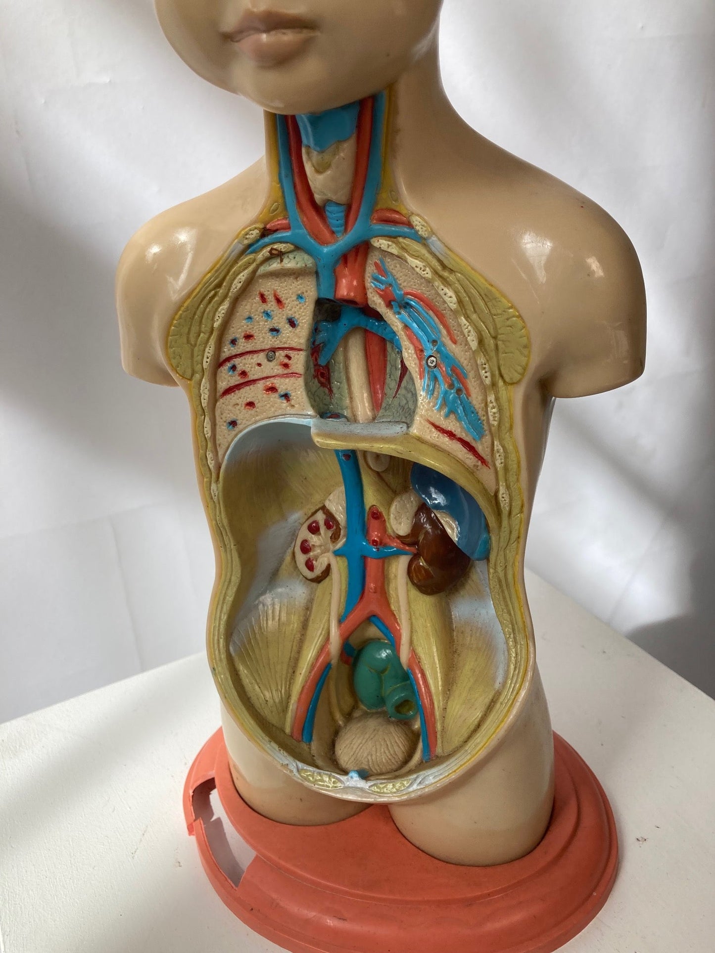 Rare Pædiatrics Teaching Aid / Anatomical model - Room Four