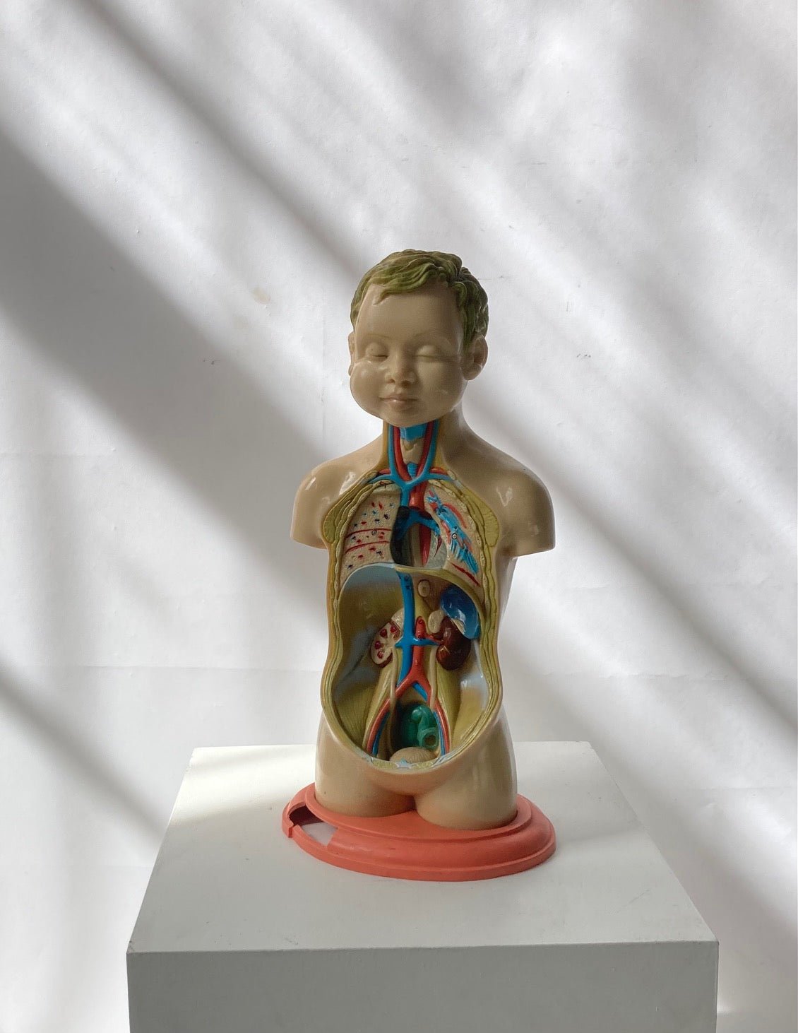 Rare Pædiatrics Teaching Aid / Anatomical model - Room Four