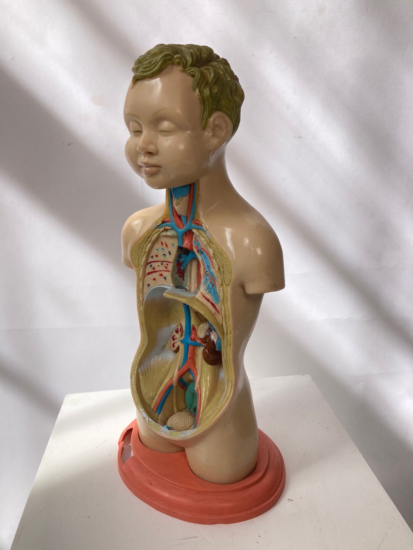 Rare Pædiatrics Teaching Aid / Anatomical model - Room Four