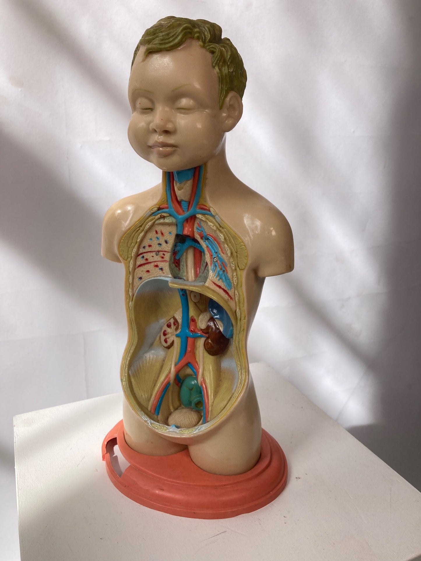 Rare Pædiatrics Teaching Aid / Anatomical model - Room Four