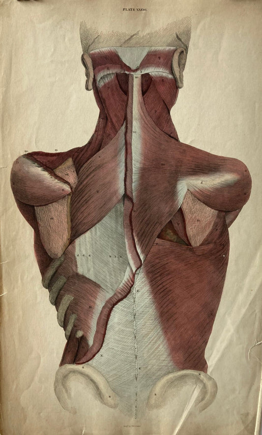 Sold early anatomy Plate XXXIII - original - Room Four