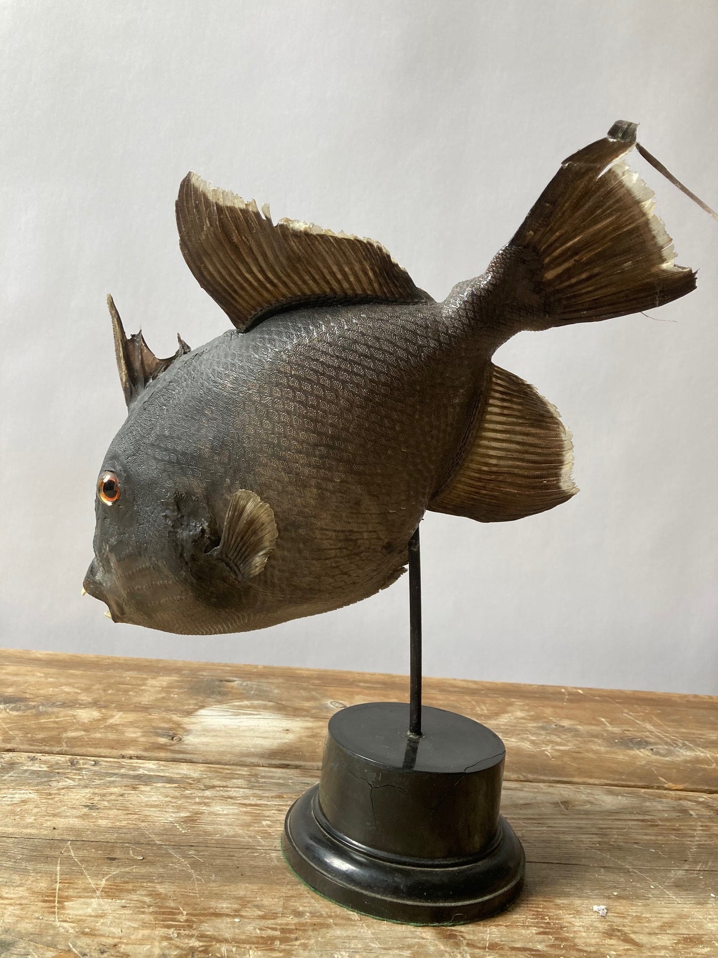 Taxidermy Grey Trigger Fish - Room Four