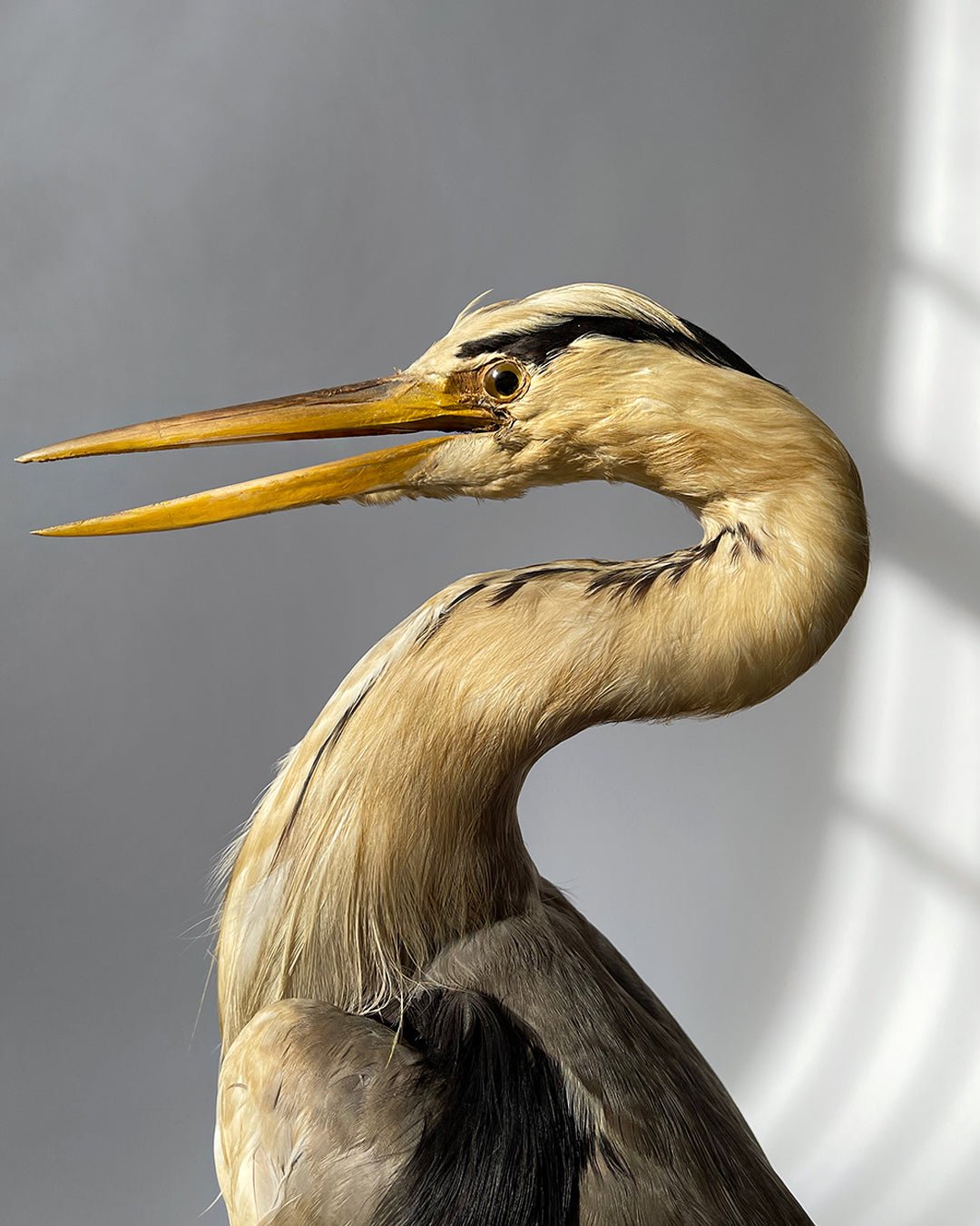 Taxidermy Heron - Vintage - Room Four