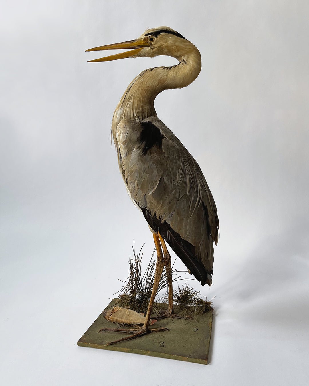 Taxidermy Heron - Vintage - Room Four