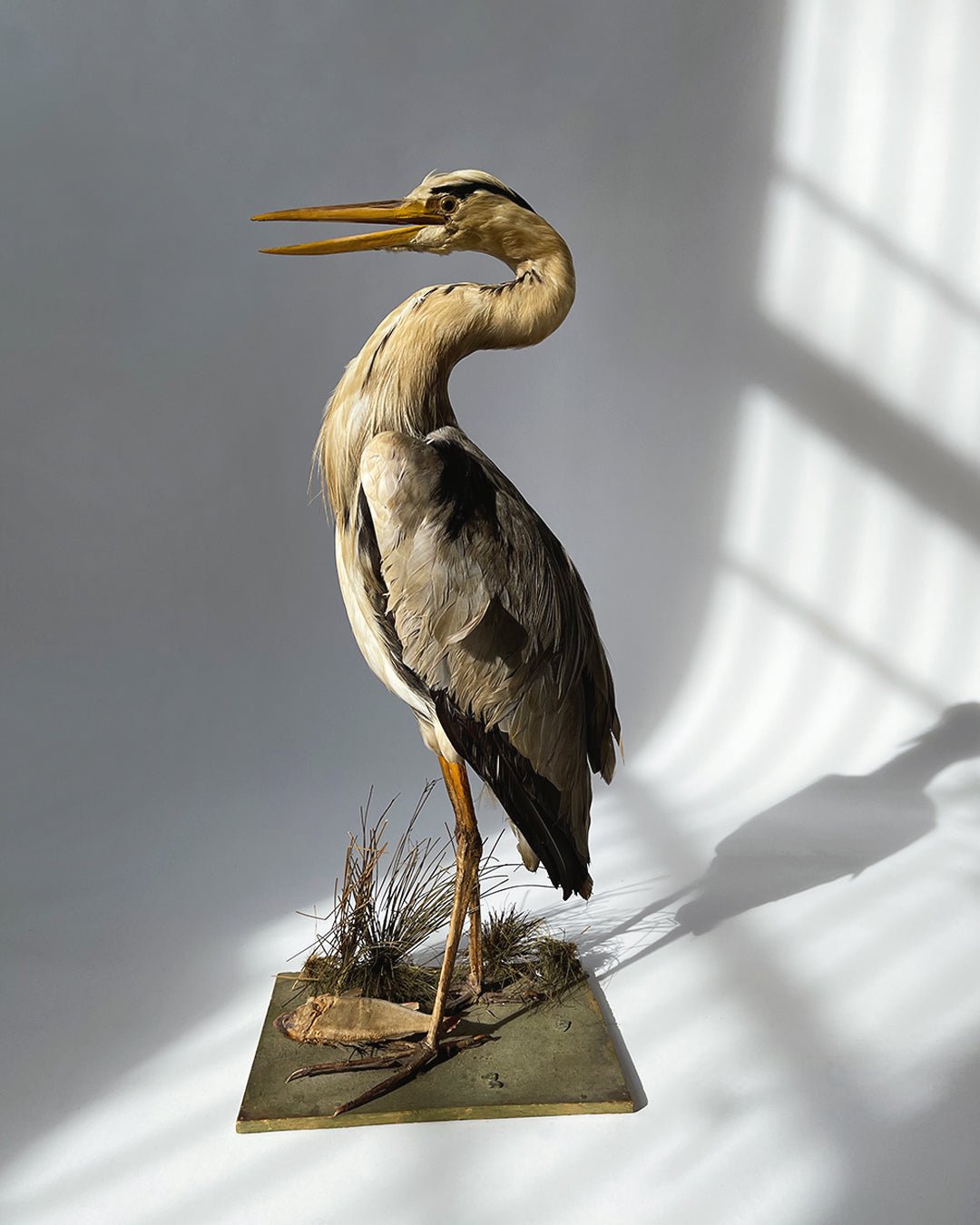 Taxidermy Heron - Vintage - Room Four