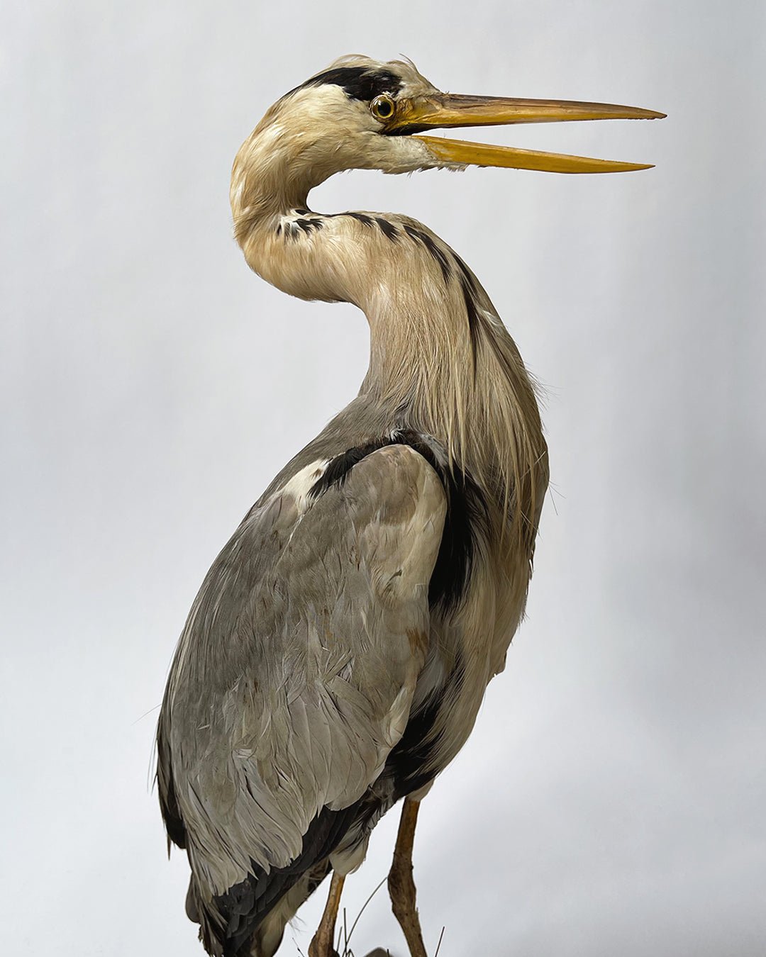 Taxidermy Heron - Vintage - Room Four