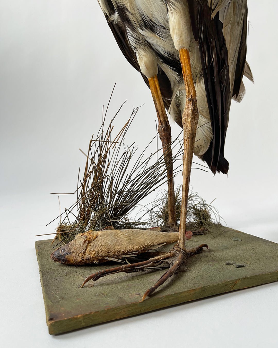 Taxidermy Heron - Vintage - Room Four