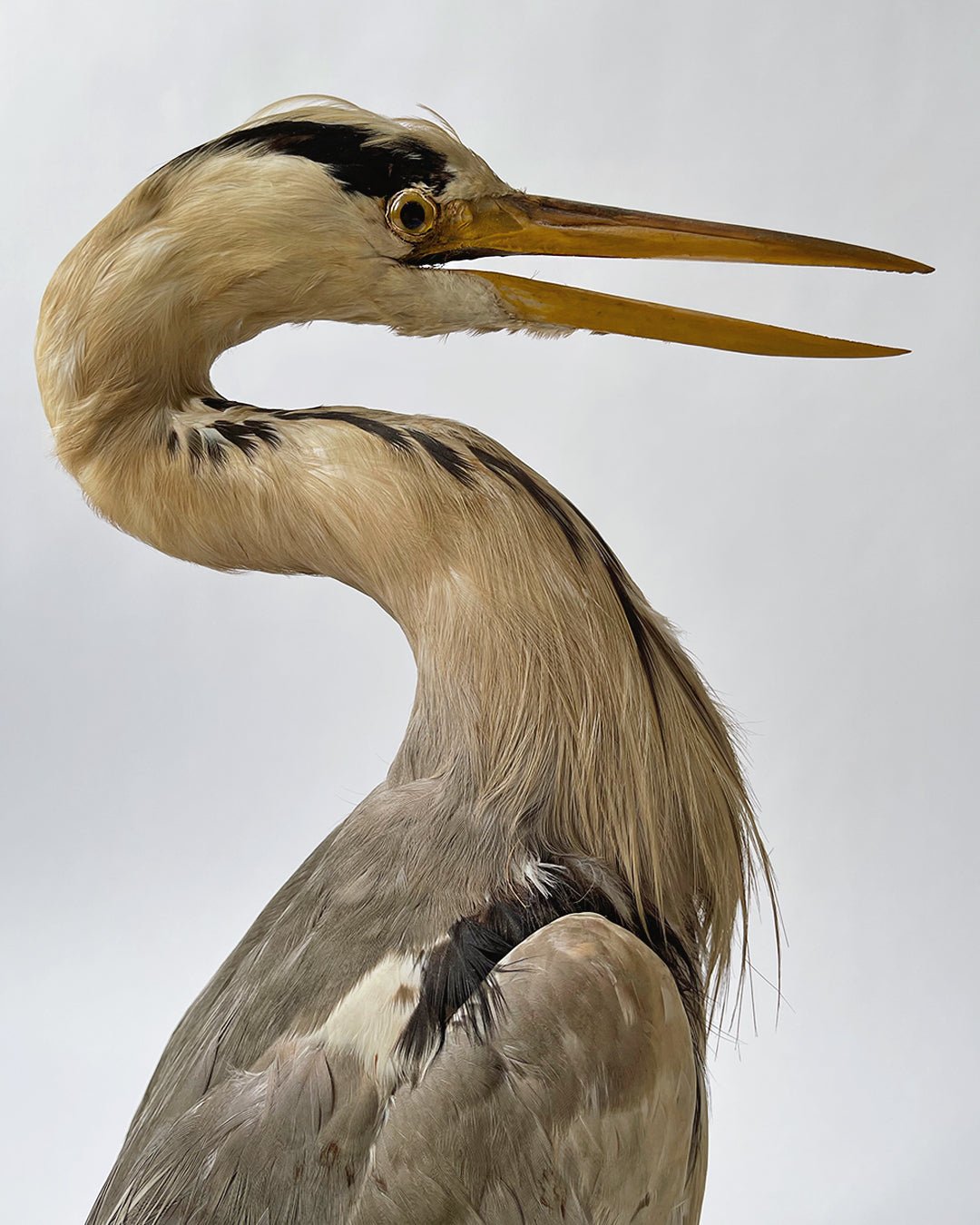 Taxidermy Heron - Vintage - Room Four