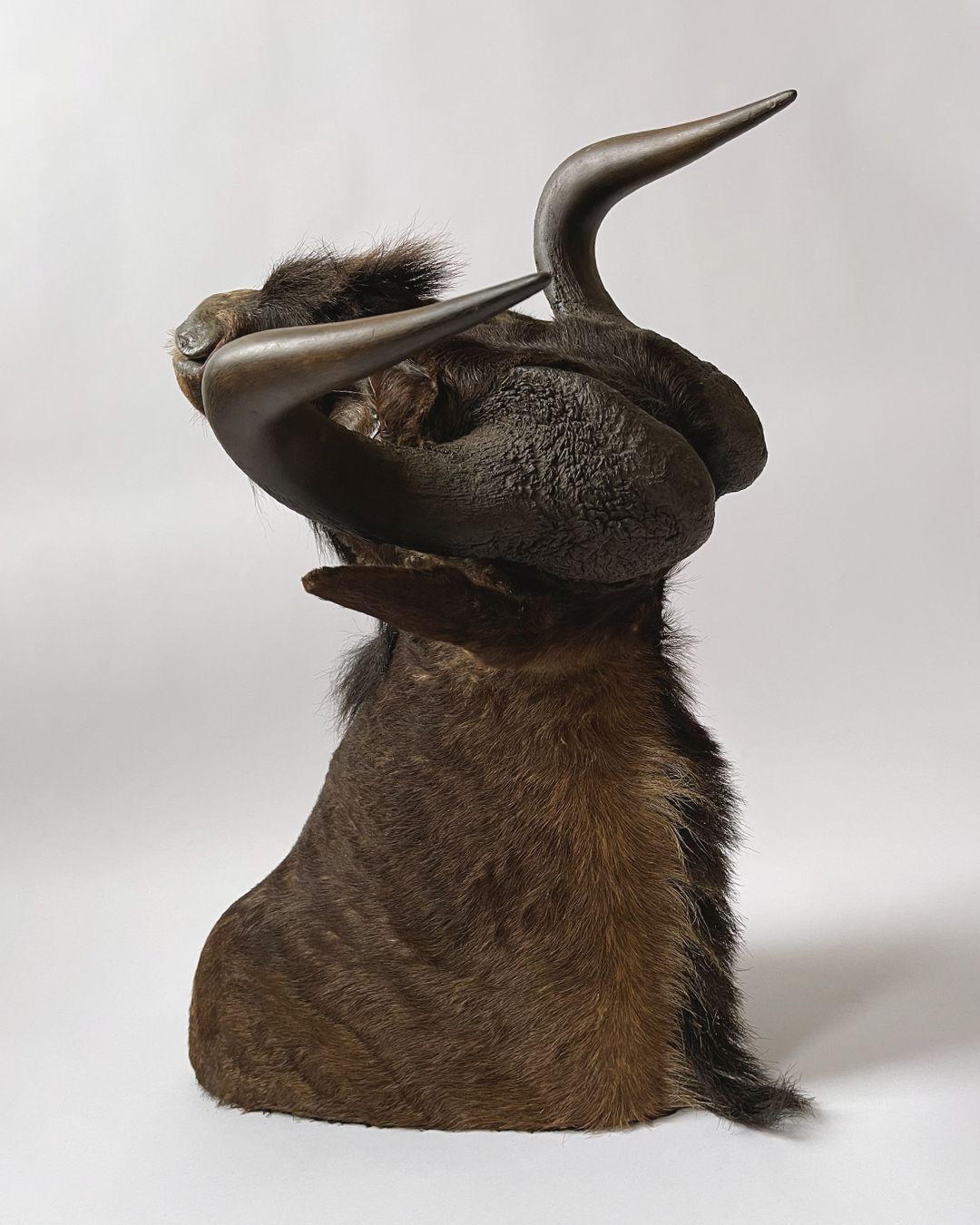 Taxidermy Wildebeest Shoulder Mount - Room Four