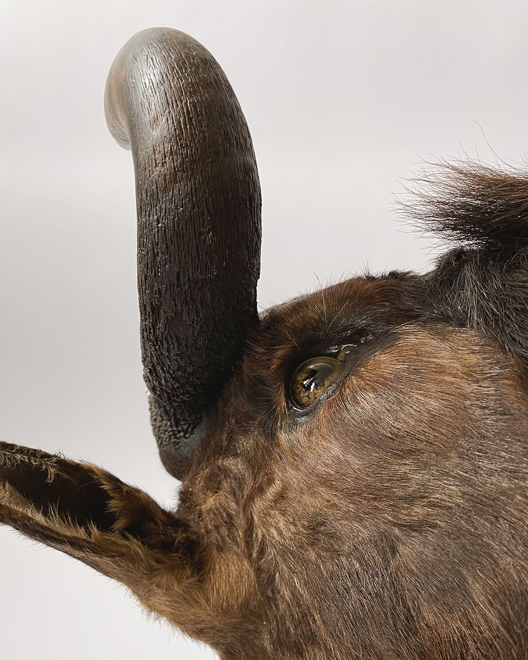 Taxidermy Wildebeest Shoulder Mount - Room Four