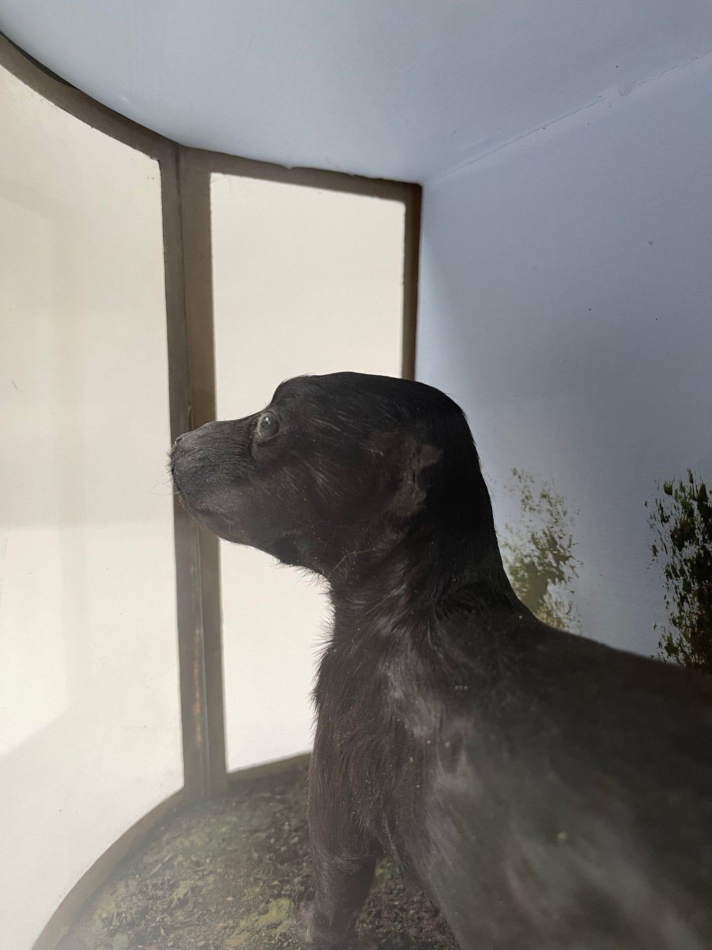 Victorian Puppy in a case - Room Four