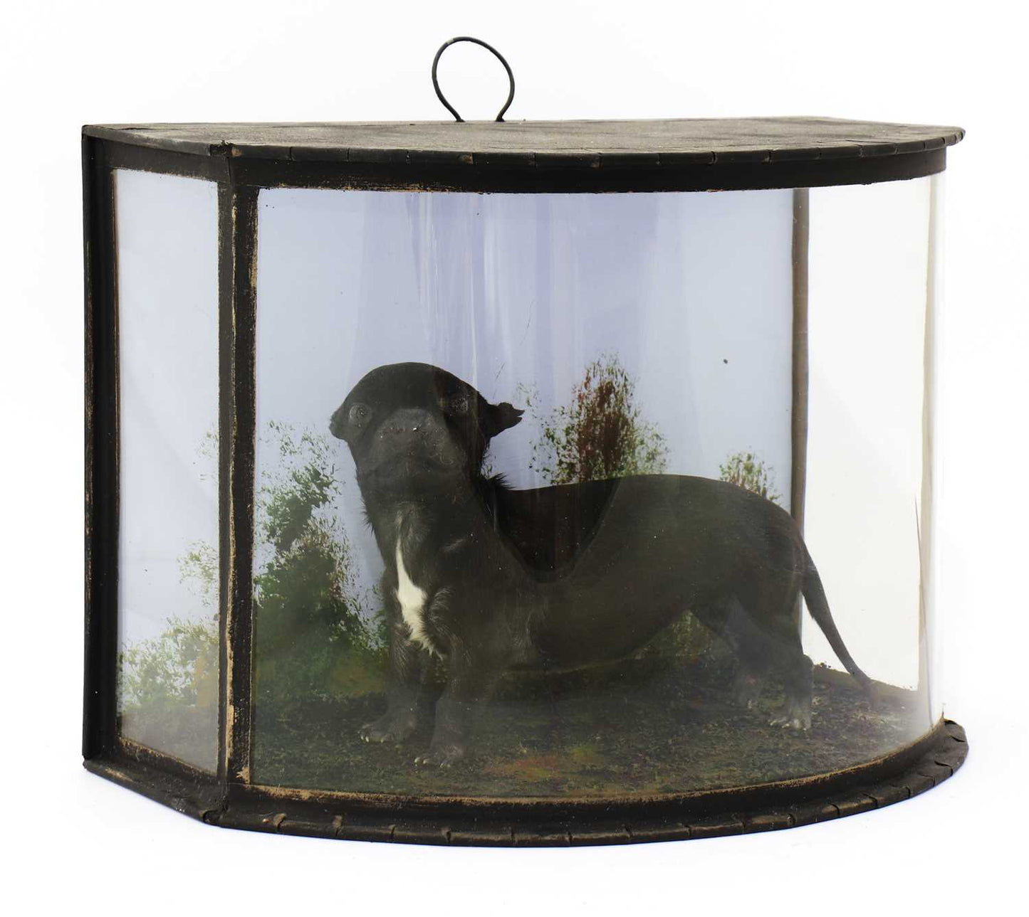 Victorian Puppy in a case - Room Four