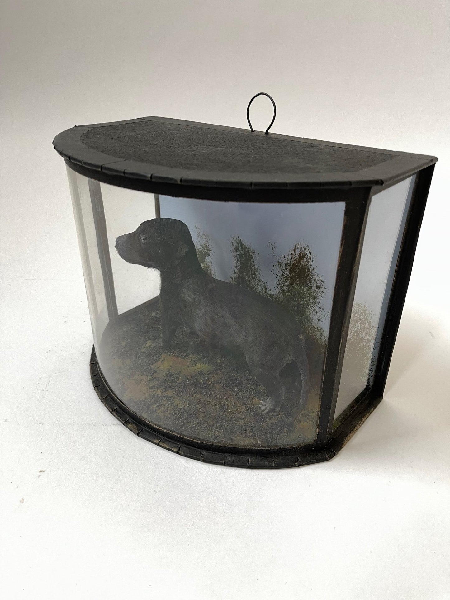 Victorian Puppy in a case - Room Four