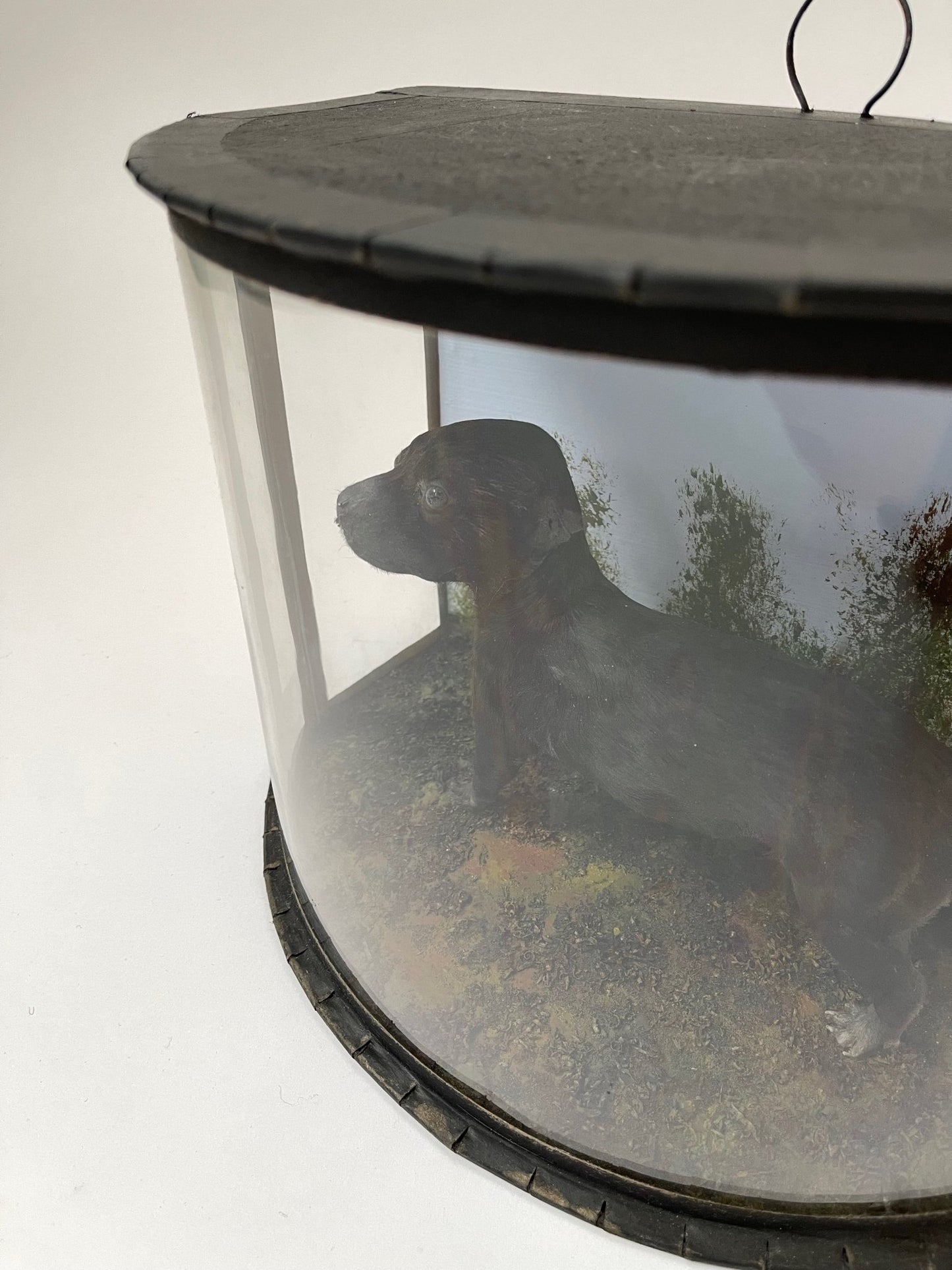 Victorian Puppy in a case - Room Four