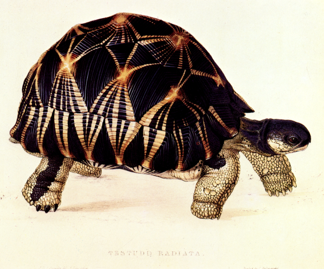 Natural History