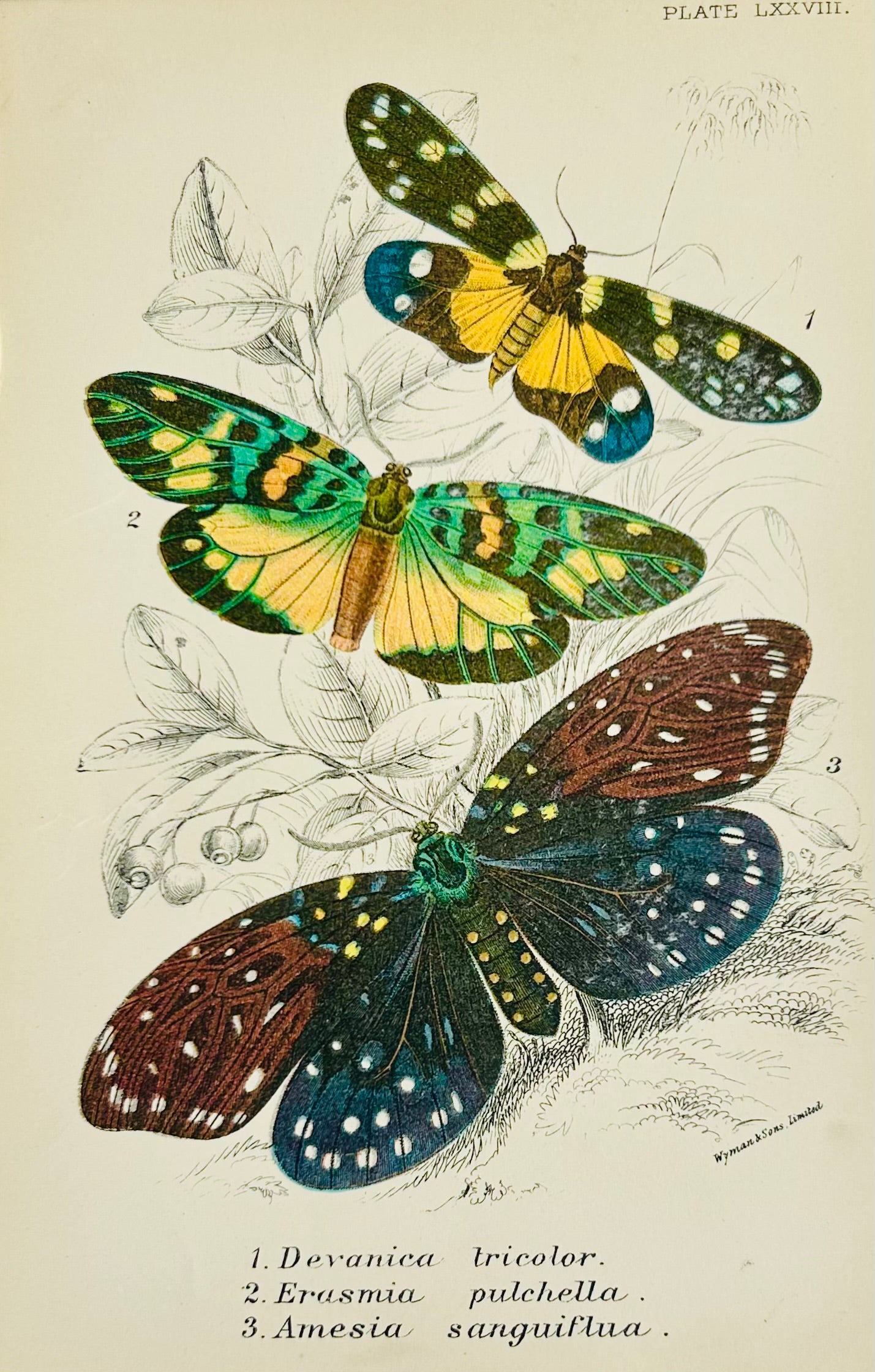 Victorian Butterfly Prints – Antique Entomology Collection - Room Four