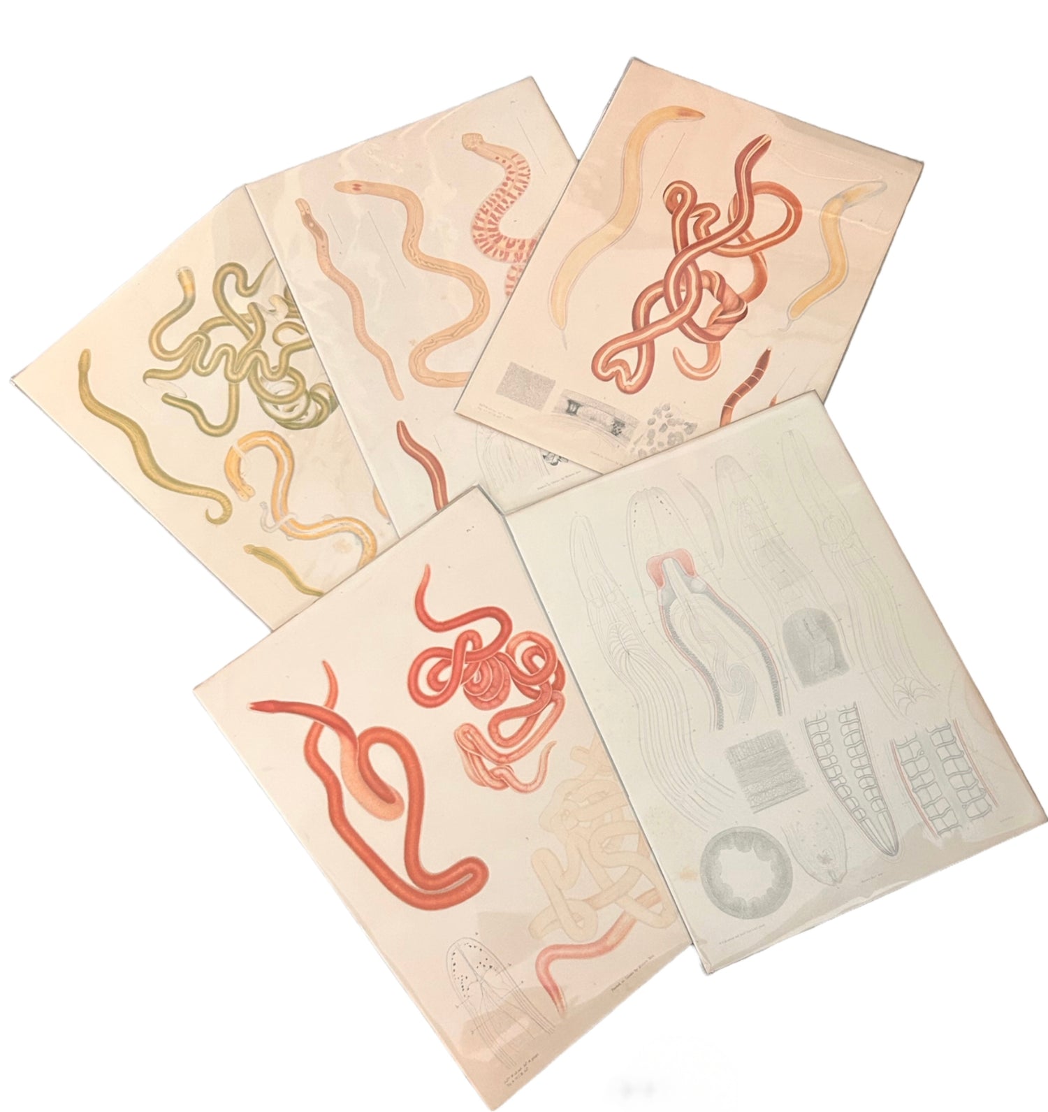 Annelid Anatomy: A Study in Segments