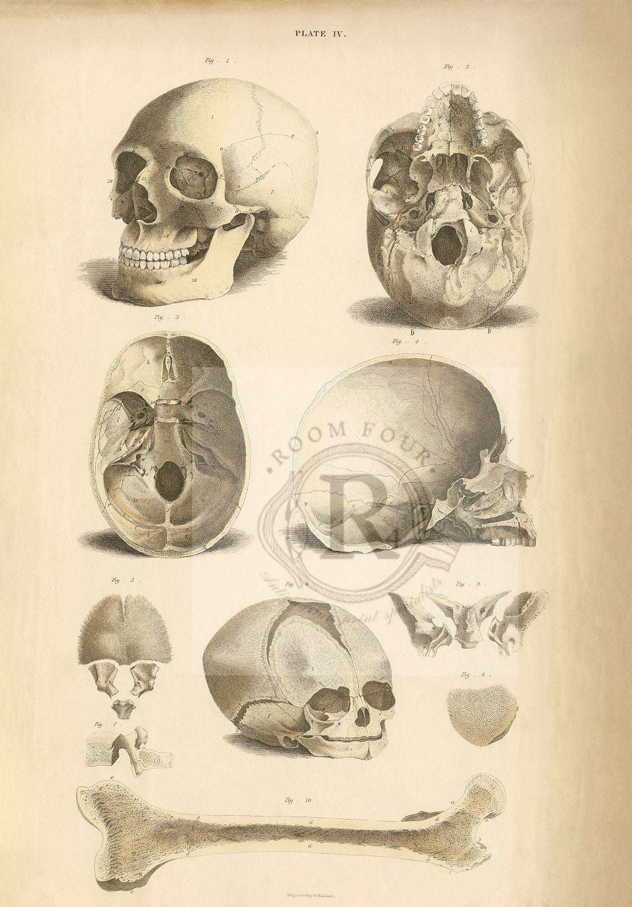 Victorian Anatomical Prints — Curated Reproduced Collection