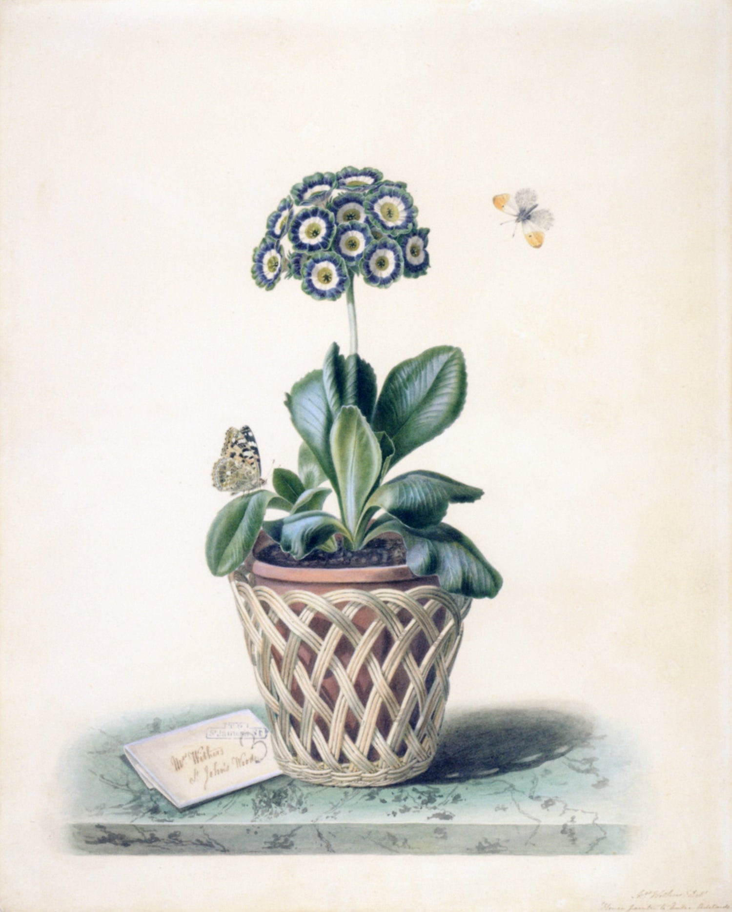 Botanical Fine Art Prints