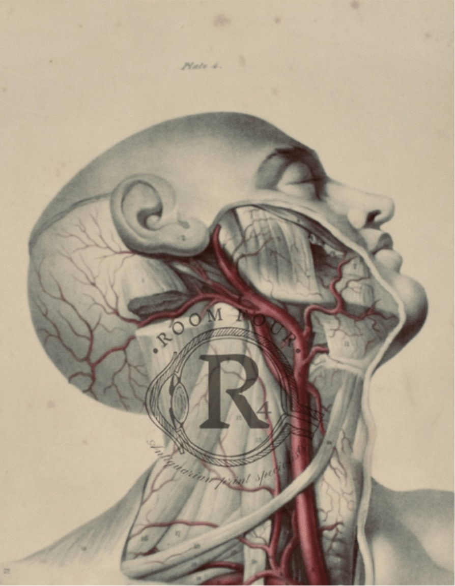 Anatomical - Room Four
