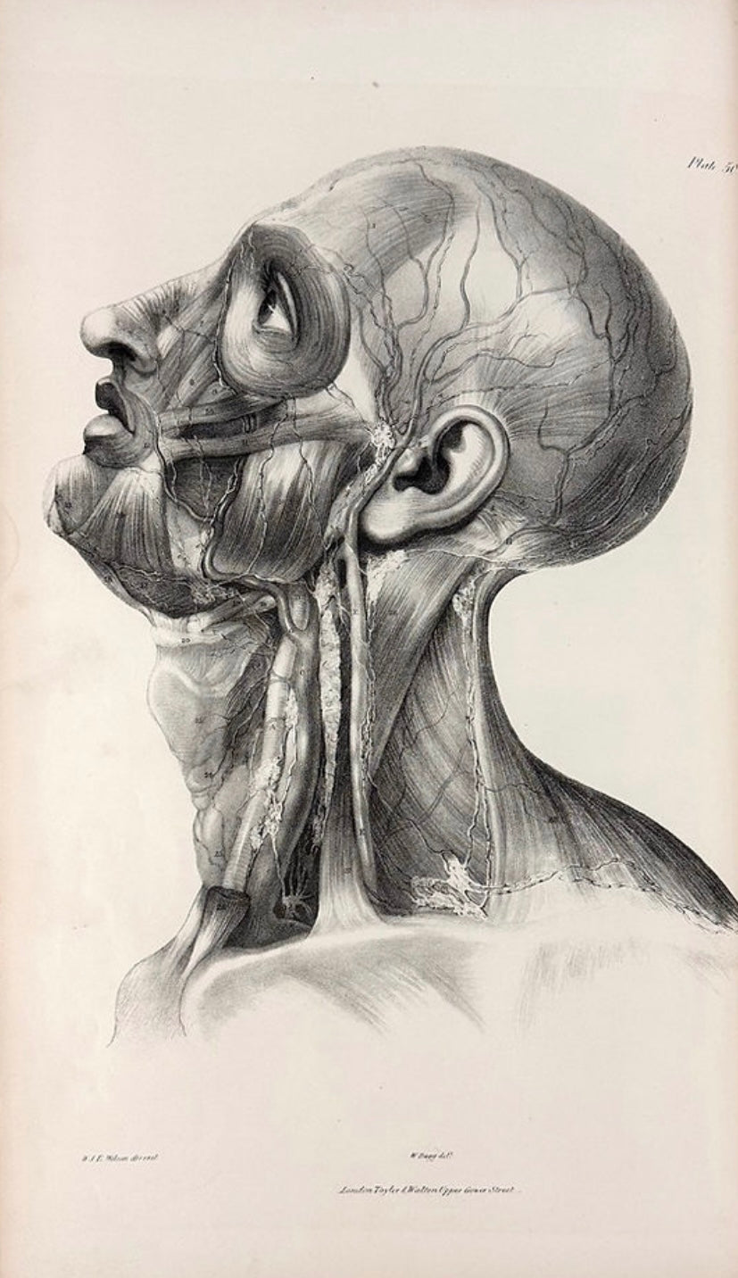 Anatomical Originals - Veins - Vascular - Room Four