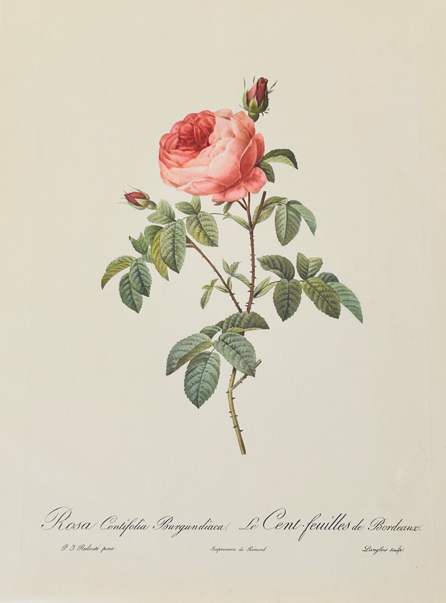 Botanical - Room Four