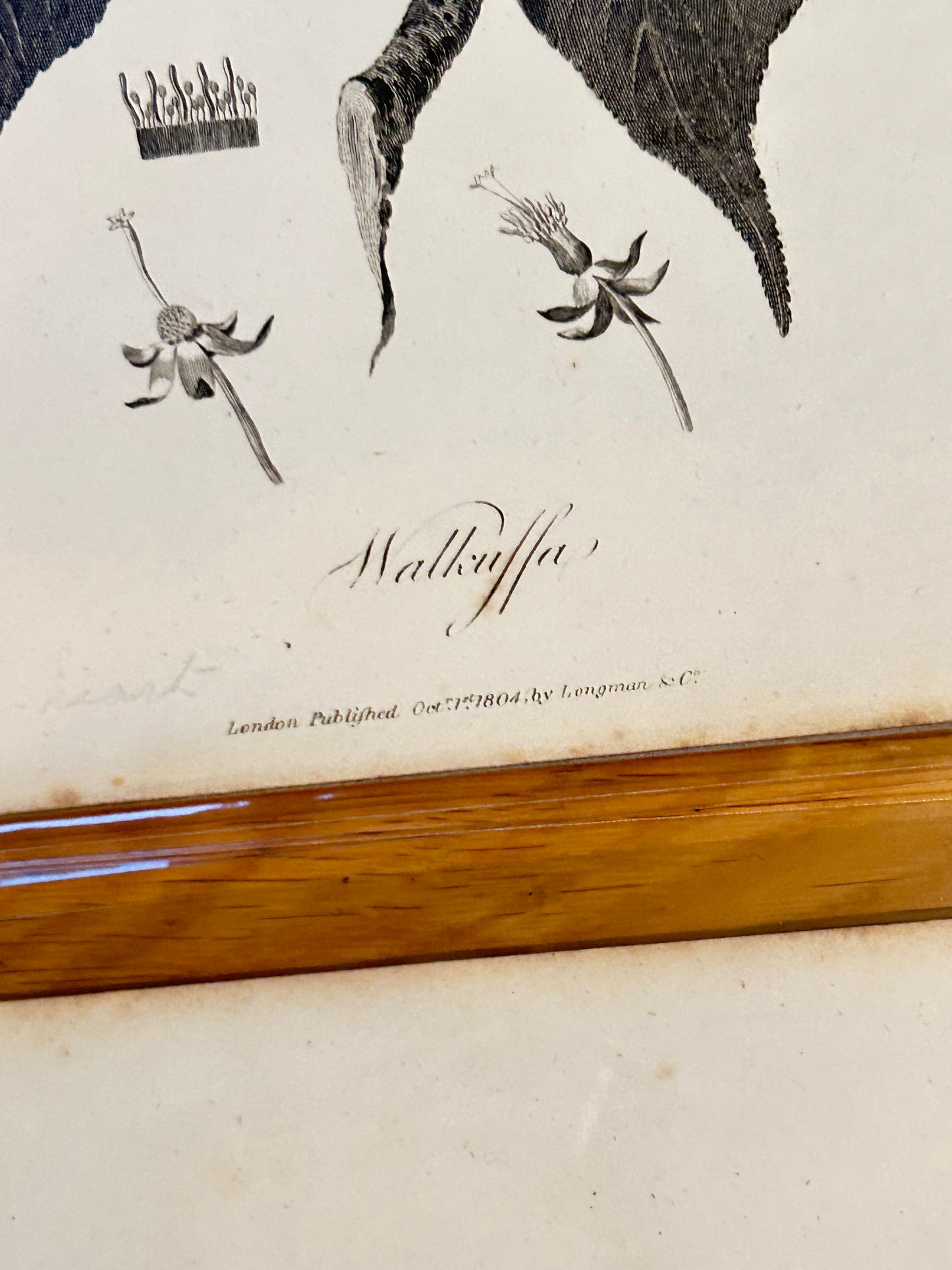 James Bruce Antique Botanical Prints – Black & White Plant Illustrations (Set of 4) - Published London, 1804