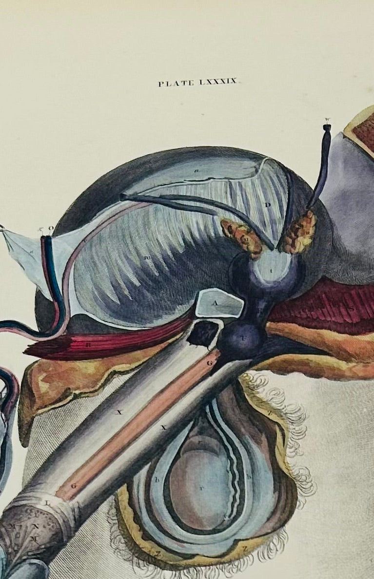 Frühe Anatomie – Tafel LXXXIII – ORIGINAL