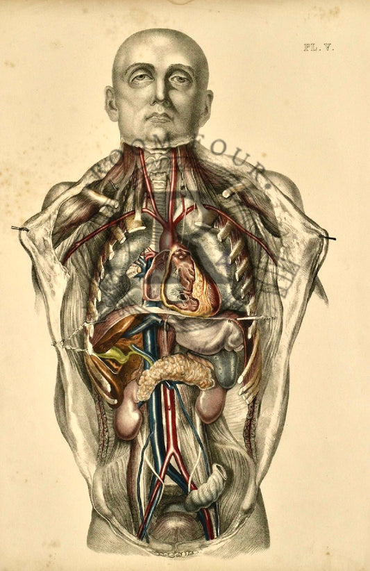 [Sibson] Victorian Medical Anatomy Print – Dissection Plate V (1869) - 19th century medical illustration 