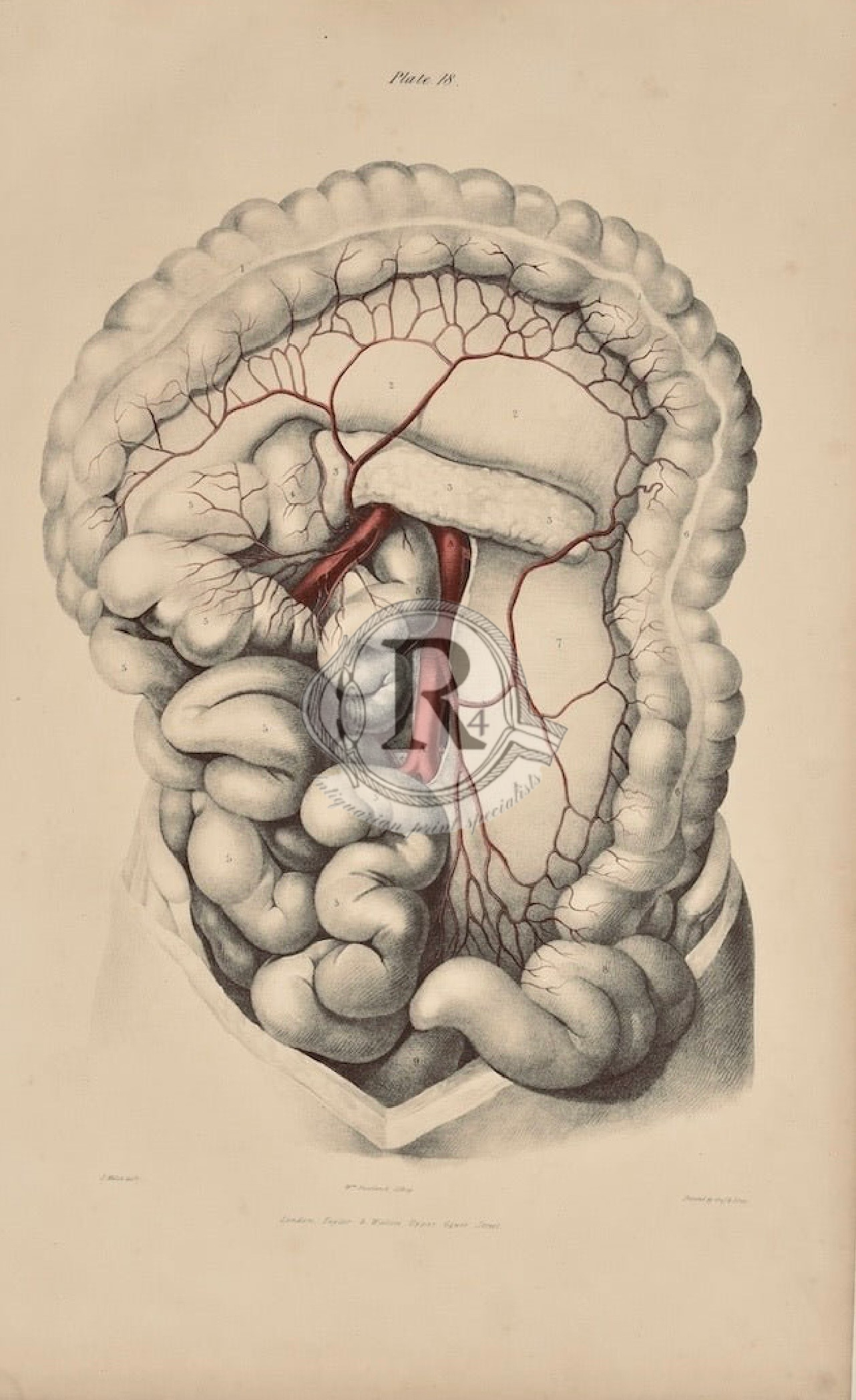 Quain 19th‑Century Anatomical Illustration – 19th Century "Abdominal Viscera) - Antique Drawing 