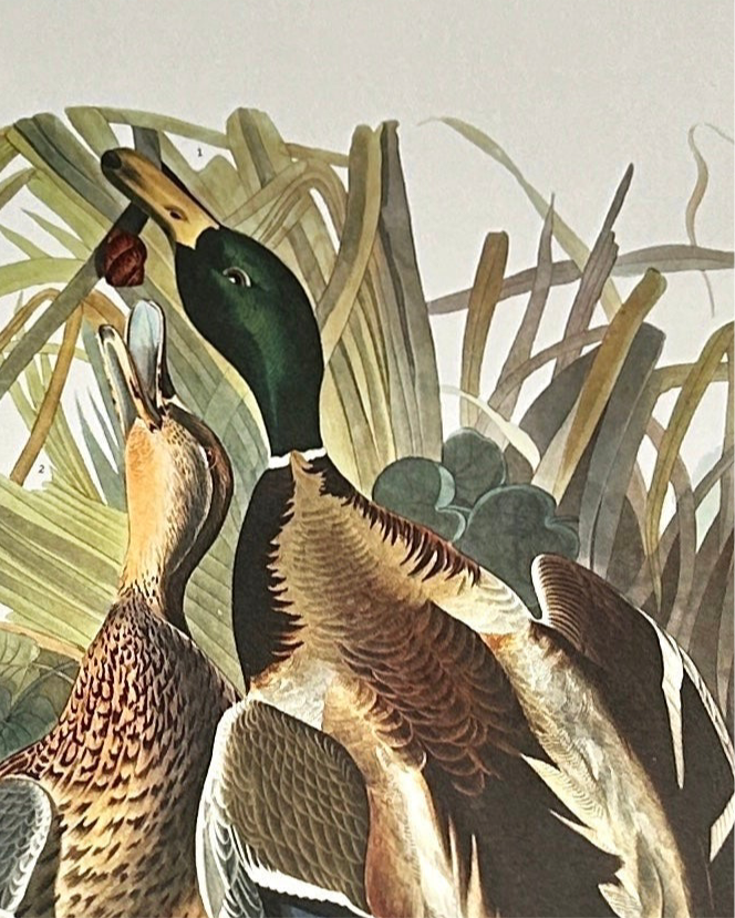 Audubon Mallard Duck– 1964 Elephant Folio Edition, Oversized Heritage Print Vintage 1964 - Birds of America