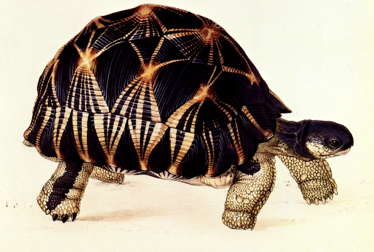 Lear — Radiated Tortoise (Testudo radiata) — 19th‑Century Natural History Illustration (Digital Reproduction)