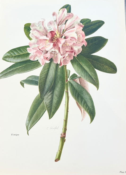 Rhododendron Vintage Print | C. Riefel 1958 Floral -