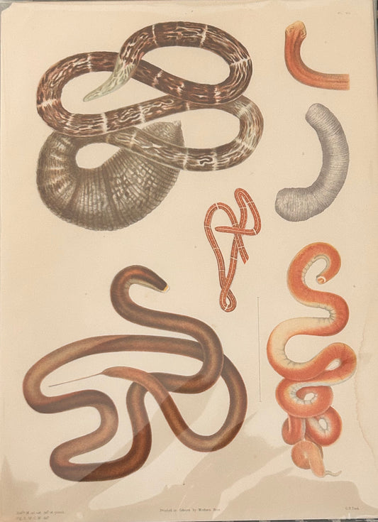 Uncover the quiet elegance of the unseen. This rare scientific illustration—originally published in a 19th-century zoological compendium—captures the diversity of worm-like organisms in exquisite detail. Each form is rendered with anatomical precision, revealing the textures, curves, and segmentation that define these humble yet essential creatures.