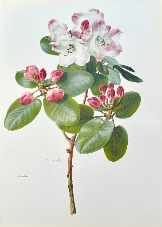 Rhododendron Vintage Print | C. Riefel 1958 Floral -