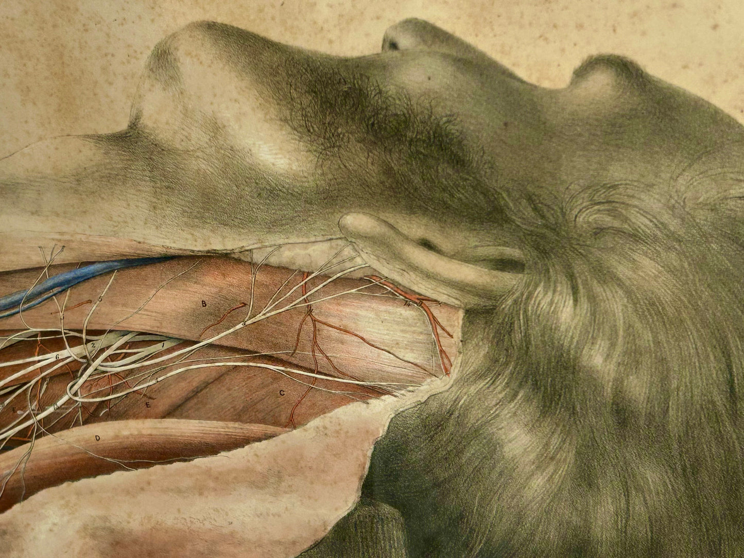 Victorian Anatomical Drawing 1863 by G H Ford –  Neck Anatomy Antique Medical Illustration / Plate XV