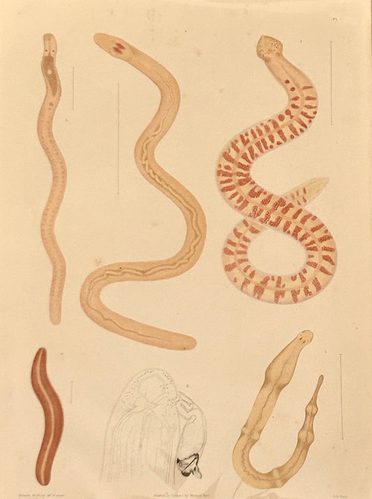 Worm Morphology