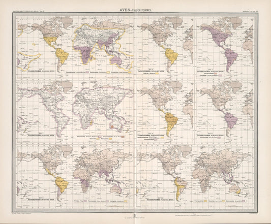 Antique Zoogeography Map - AVES , PERCHING BIRDS – Vintage Zoology Chart ,Early 20th Century