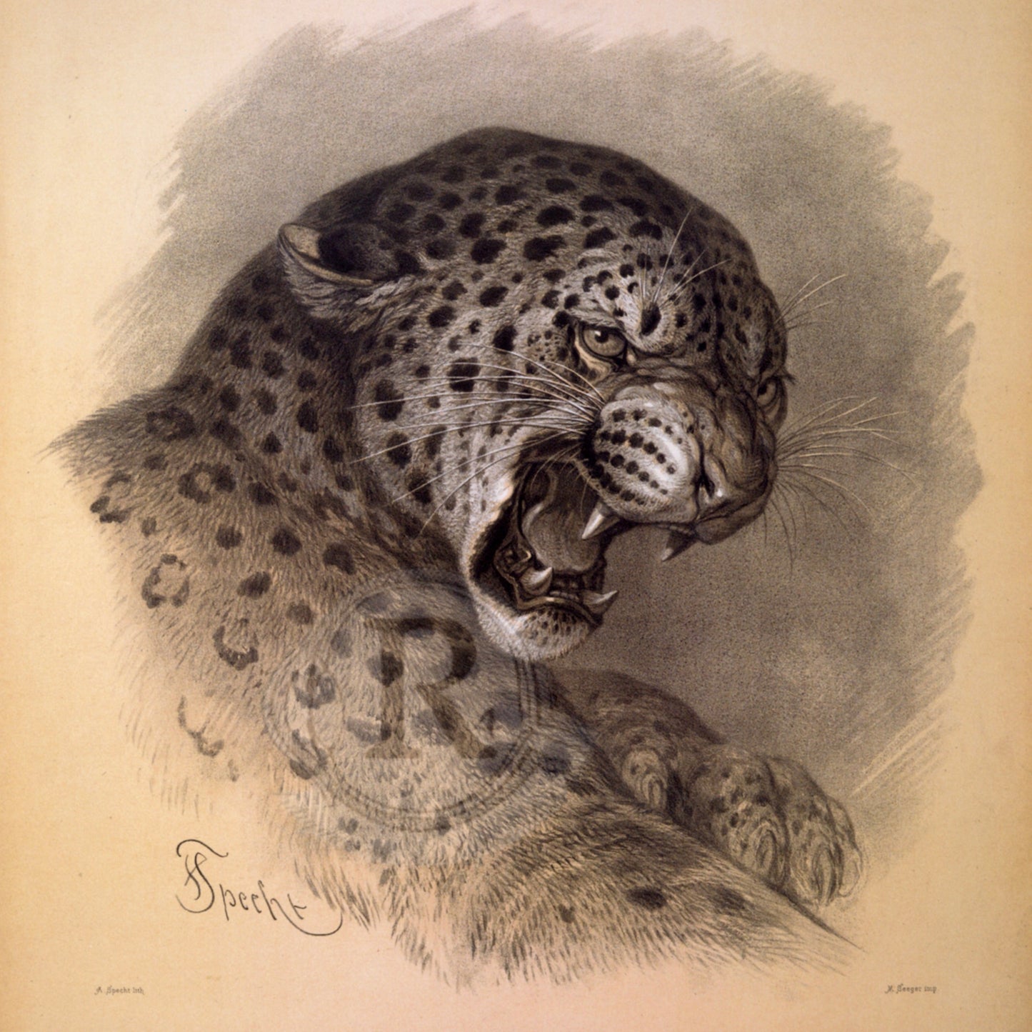 Leopard — Vintage Natural History Animal Print (1863)