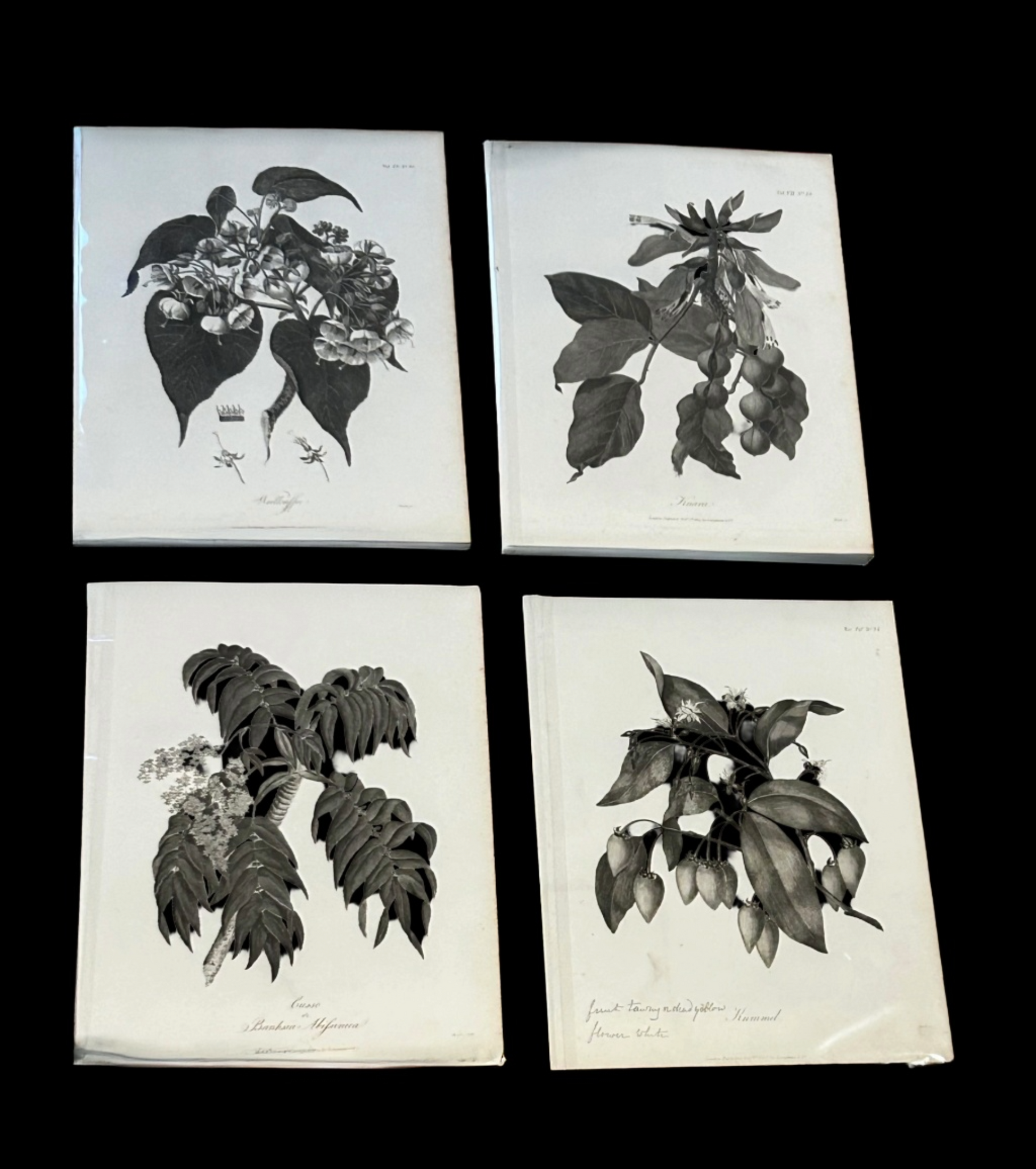 James Bruce Antique Botanical Prints – Black & White Plant Illustrations (Set of 4) - Published London, 1804
