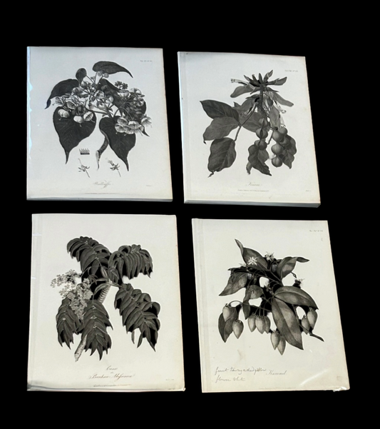 James Bruce Antique Botanical Prints – Black & White Plant Illustrations (Set of 4) - Published London, 1804

