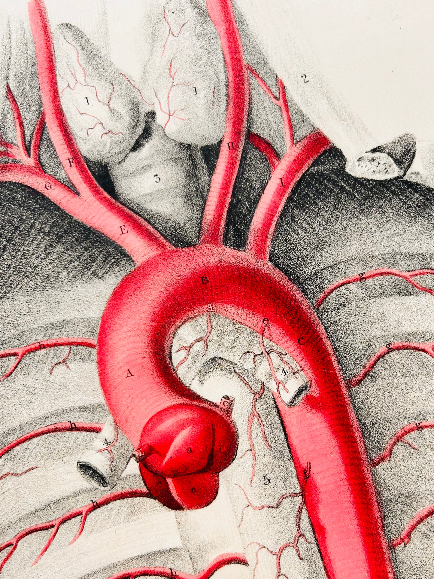Antique Quain Anatomical Print – Plate 13, Thoracic Aorta & Aortic Arch (19th‑Century Medical Illustration)