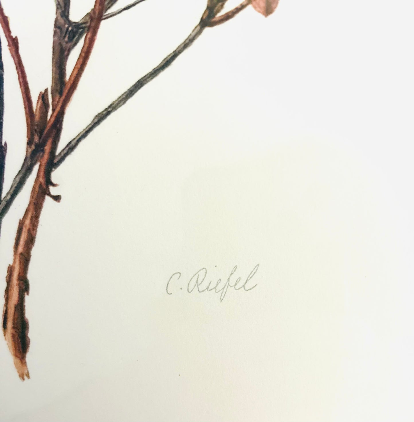 Rhododendron Vintage Print | C. Riefel 1958 Floral - - R Calostrotum Plate IX Pink