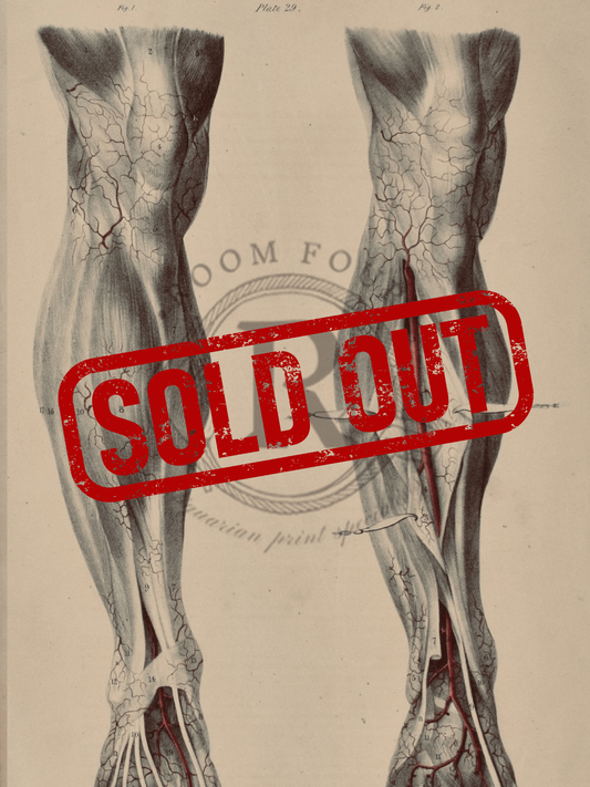 19th - Century Anatomy – Original Surgical Illustration Quain Plate 29 - Room Four