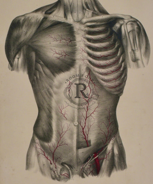 19th - Century Male Ribcage Anatomy – Original Surgical Illustration - Room Four