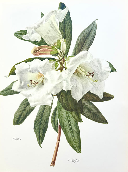 Rhododendron Vintage Print | C. Riefel 1958 Floral - Lindleyi White