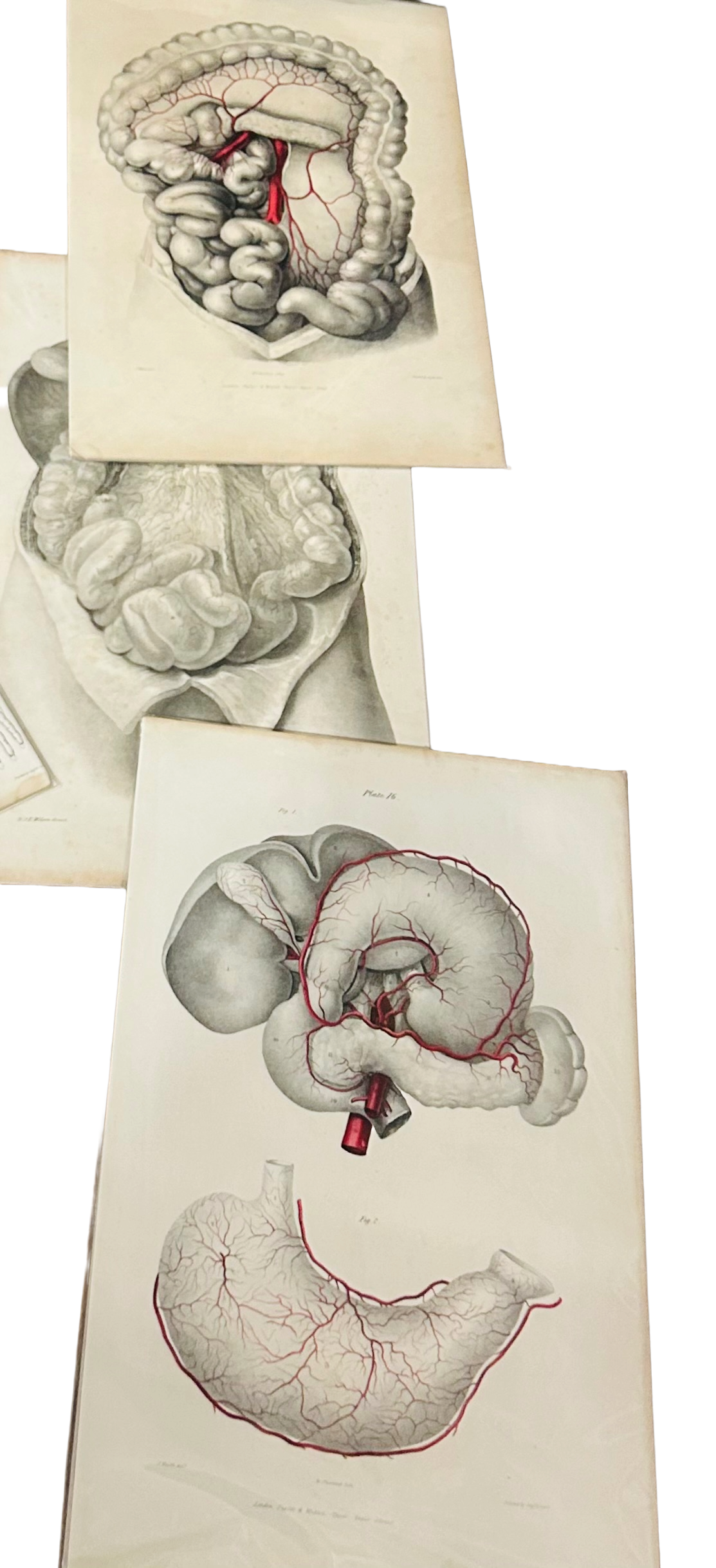 Quain Anatomical Engraving – 19th Century Vascular Anatomy of the Stomach – Plate XVI